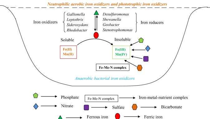 GA inhibit iron oxidizing bacteria